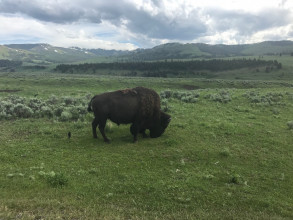 Les animaux de Yellowstone